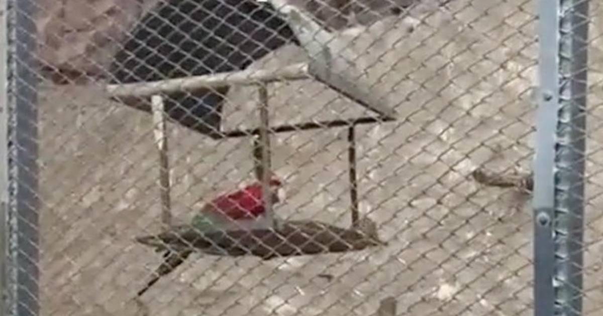 Denuncian a Zoológico Metropolitano del Parquemet por plaga de ratas en ...